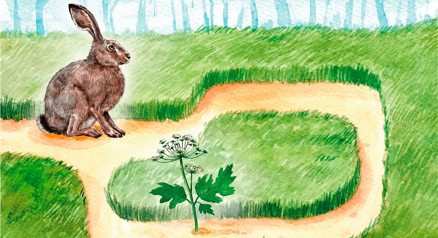 Развивающие задания для детей 3-4 лет. Мир растений — иллюстрация 5