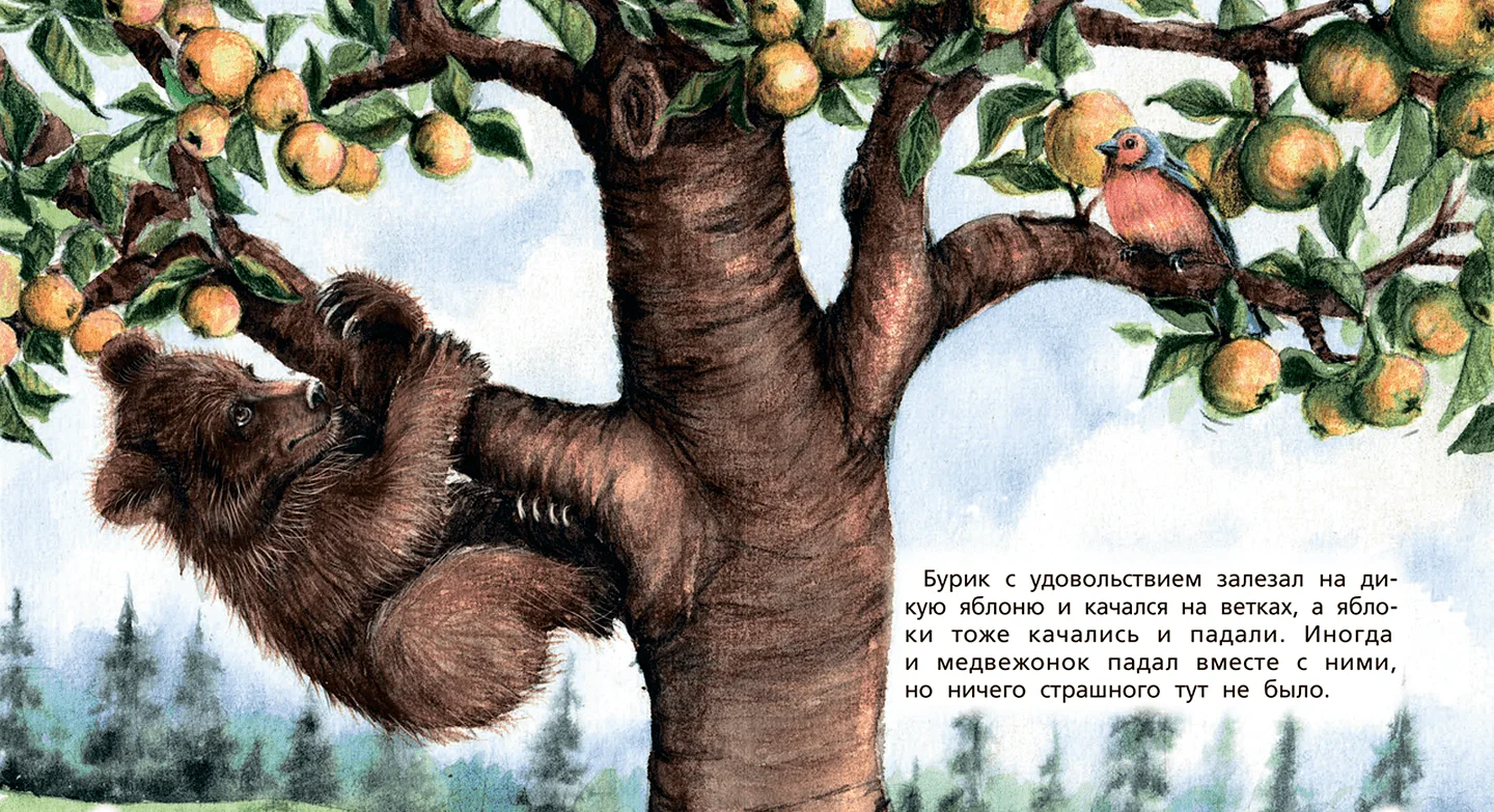 Иллюстрация из книги «Медвежонок Бурик»